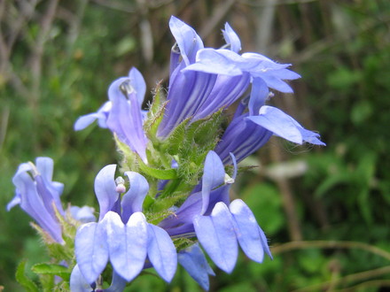 Blue Lobelia