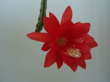 Orchid cactus...epiphyllum.
