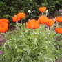 poppys