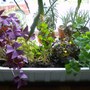 Oxalis Planter