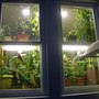 Plant Windows.