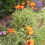 more poppys