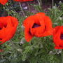 close up poppys