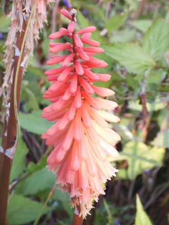 Kniphofia 'Northern Lights' (Kniphofia 'Northern Lights')