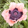 Pict0132