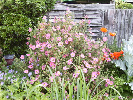 A garden flower photo (Cistus purpureus)