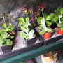 auriculas