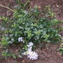 Ceanothus_thyrsiflorus_repans