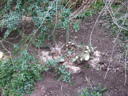 The wreckage of the Ceanothus (Ceanothus thyrsiflorus repens)