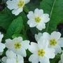 Primroses - Feb 2008