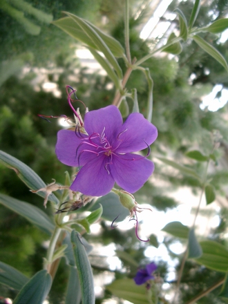 Glory Bush (Tibouchina urvilleana)