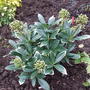 Skimmia japonica 'Nymans' (Skimmia japonica 'Nymans')