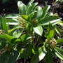 Skimmia x confusa 'Kew Green' (Skimmia x confusa (Skimmia))