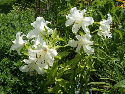 Lilies - Casablanca