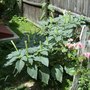 Angel Trumpet
