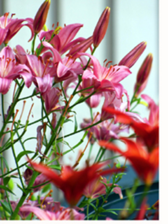 Pink Lily
