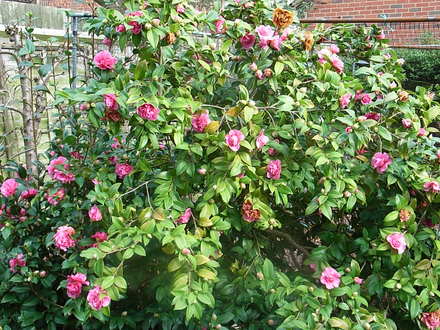 Camellia unknown variety now in full flower (Camellia)