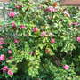 Unknown_camellia_2