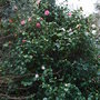 Camellia_japonica__maguerite_guillon__2