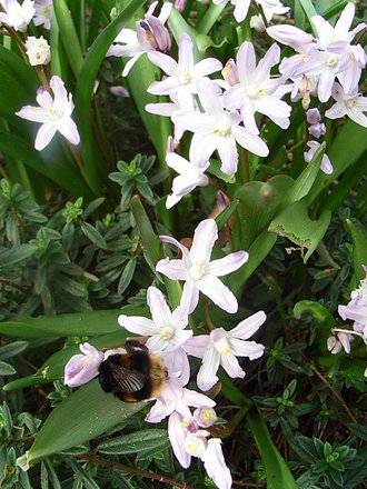 Chionodoxa luciliae 'Pink Giant' (Chionodoxa luciliae 'Pink Giant')