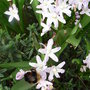 Chionodoxa luciliae 'Pink Giant'