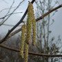 Corylus avellana 'Aurea' (Corylus avellana 'Aurea')