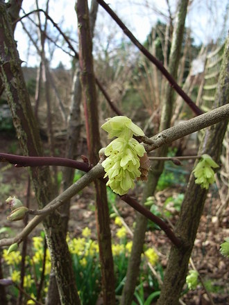 Corylopsis veitchiana (Corylopsis veitchiana)