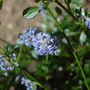 From Above (Ceanothus thyrsiflorus)