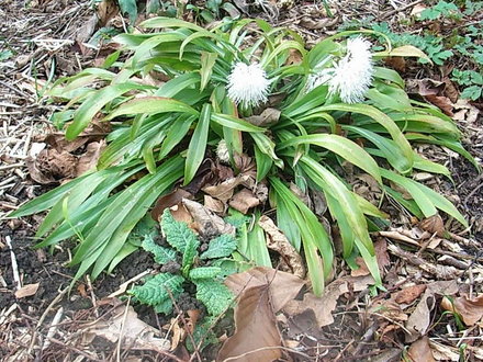 Ypsilandra_thibetica_1.jpg (Ypsilandra thibetica)