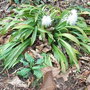 Ypsilandra_thibetica_1