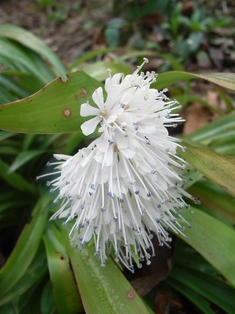 Ypsilandra_thibetica_2.jpg (Ypsilandra thibetica)