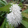 Ypsilandra_thibetica_2