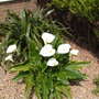 Dscf1054