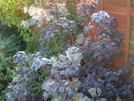 Frost on Cotinus coggygria