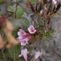Weigela florida