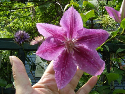 Clematis - Dr Ruppel