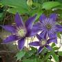 Clematis - Multi Blue