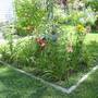 Daylily Patch