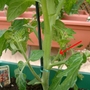 My first tomato plant