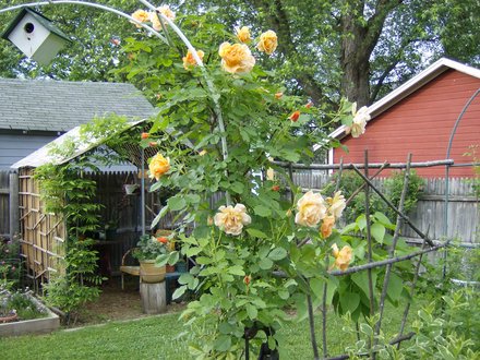 Autum Sunset Rose