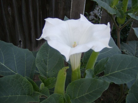 Angel Trumpet