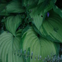 Green stripe hosta grown beneath apple tree. (Hosta)