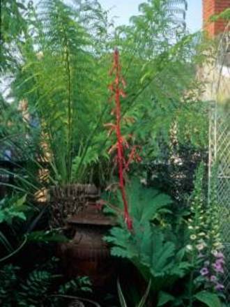 Red flower spike from the Beschonaria (Beschoneria septentrionalis)