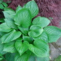 Green_leaf_host_with_acer_23