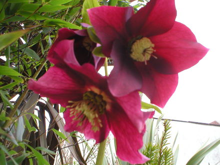 helleborus (helleborus x hybrious)