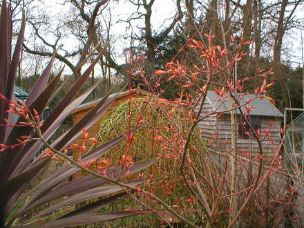 Acer (Acer palmatum (Japanese maple))