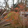 Acer (Acer palmatum (Japanese maple))