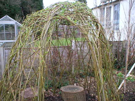 Willow Dome 02 Mar 08 (Salix)