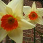 daffs (Narcissus)