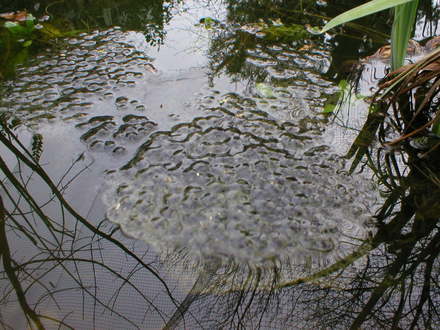 Frog spawn